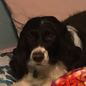 Meet your Posher, Reilly